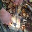 Forest Fundamentals Beast Fire Starter 8"
